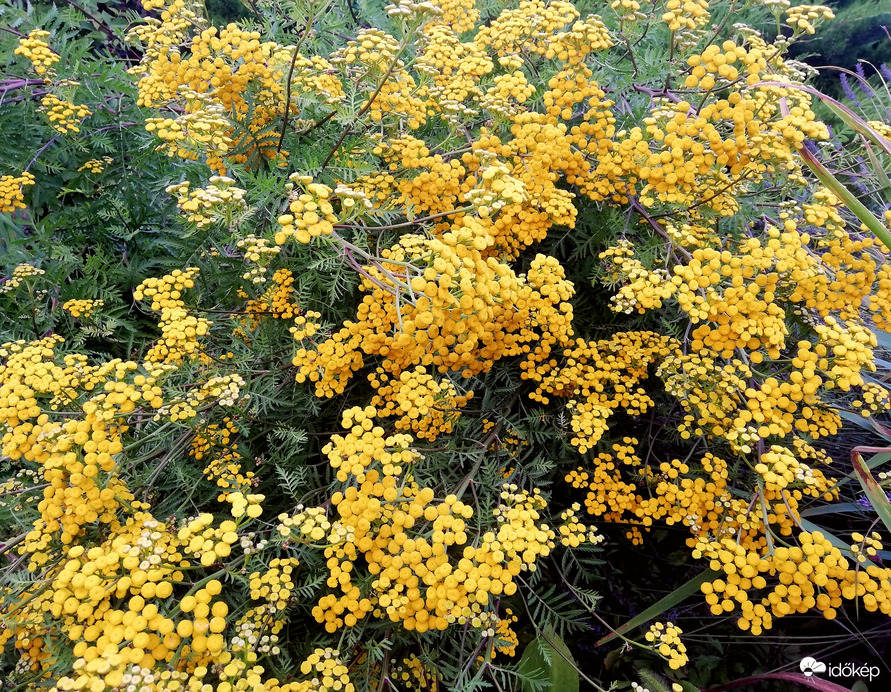 Gilisztaűző varádics, 