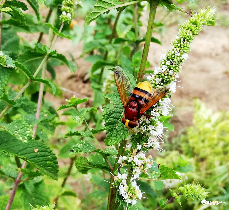 Felhős időben is vonzó a menta :) 