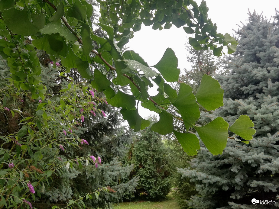 Polgárdi, csendes eső, 22 fok