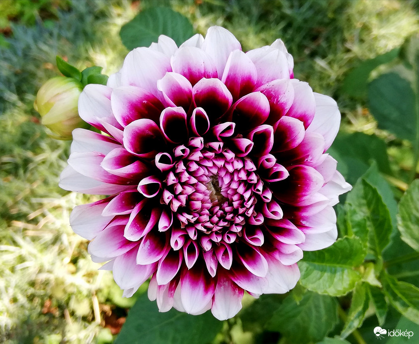 Dália kibontakozóban :) 