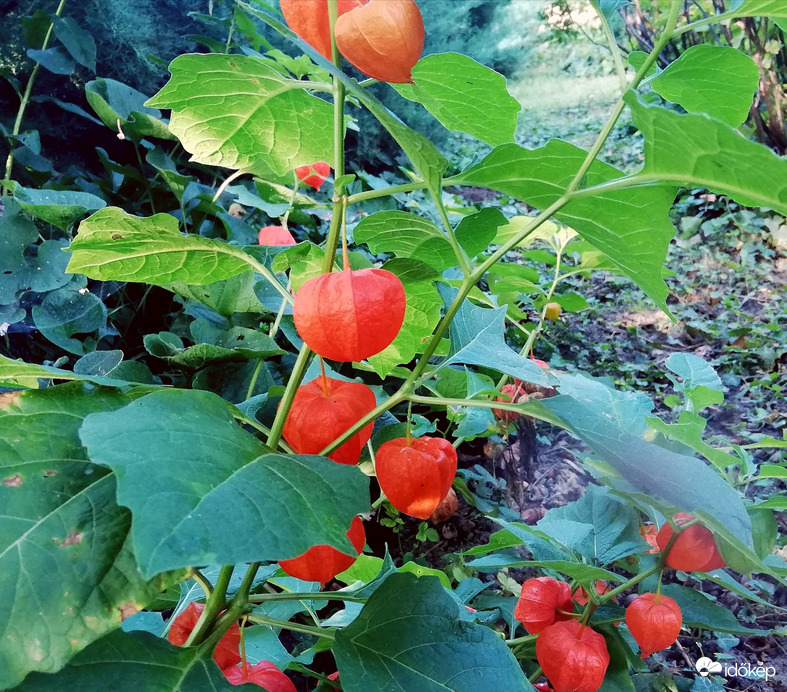 Lampionvirág árnyékban 