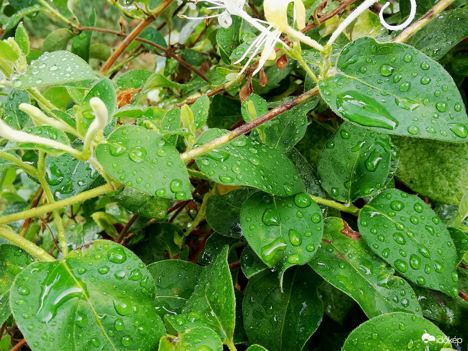 Polgárdi, 2mm-t kaptunk, 