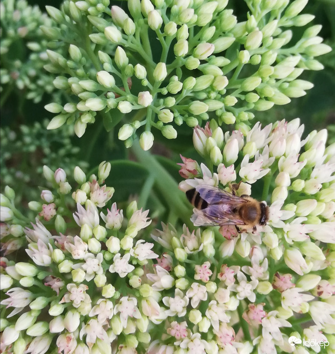 Munkálkodó a Pompás varjúhájon