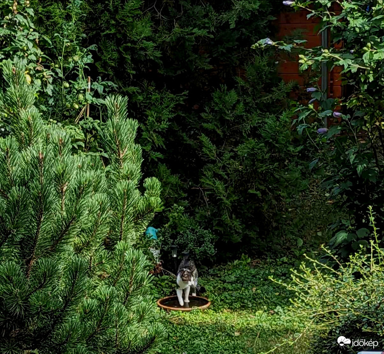 Ha már a cicus is fürödni vágyik, 