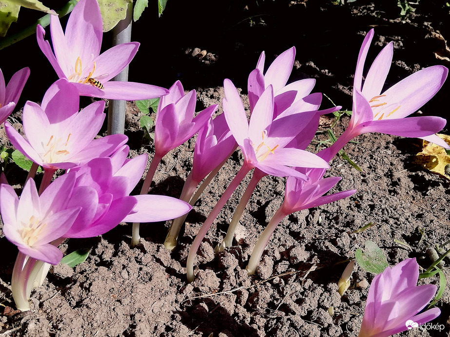 Őszi Kikericsek hajolnak a Nap felé :) 