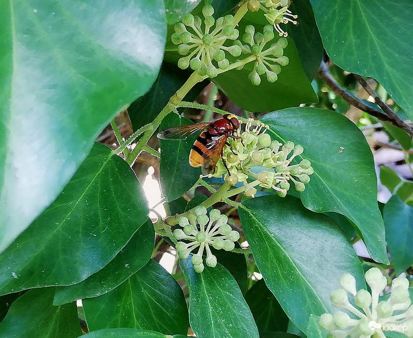 A borostyán is népszerű :) 