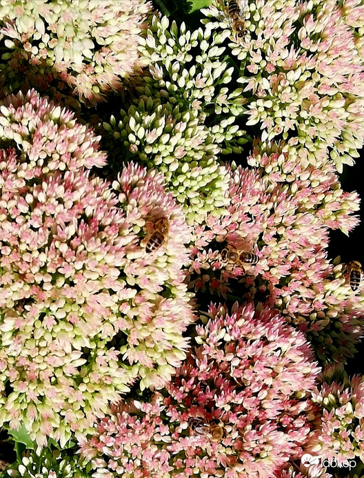 Varjúháji sokadalom :) 