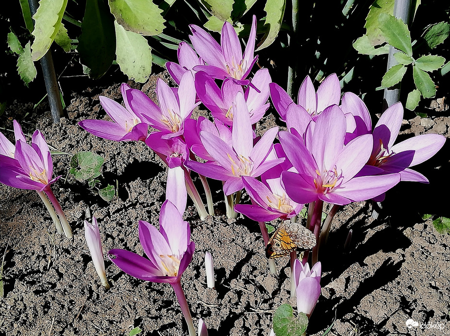 Teljesen kinyílva, plusz egy pillangó :) 