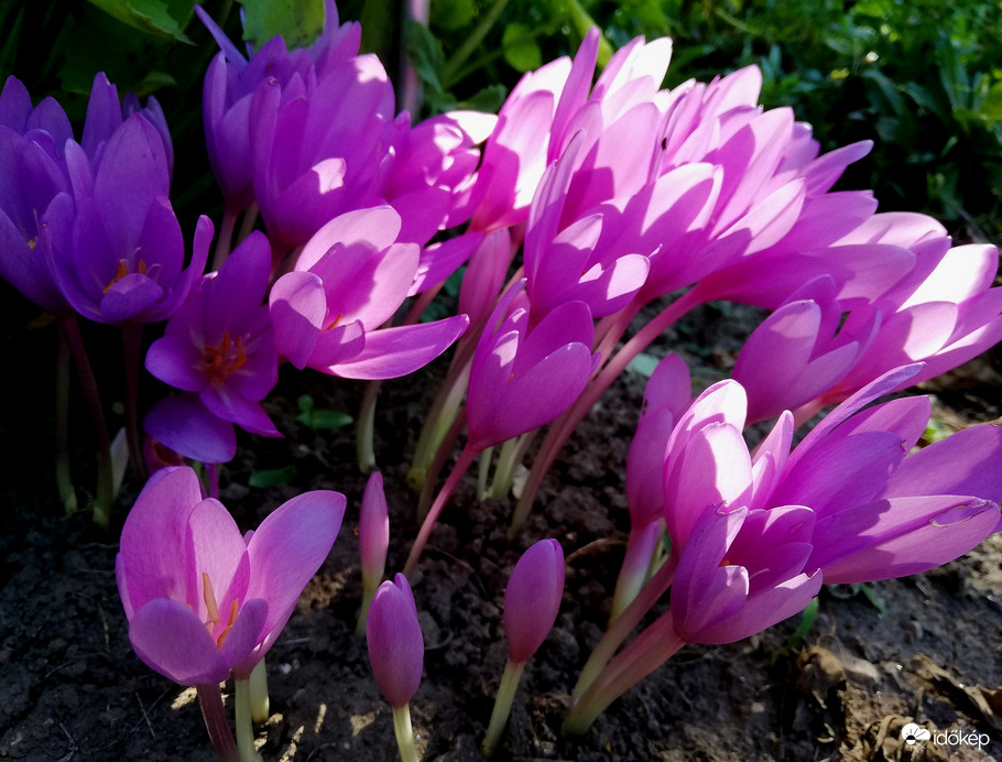 Reggeli fényben a kikerics