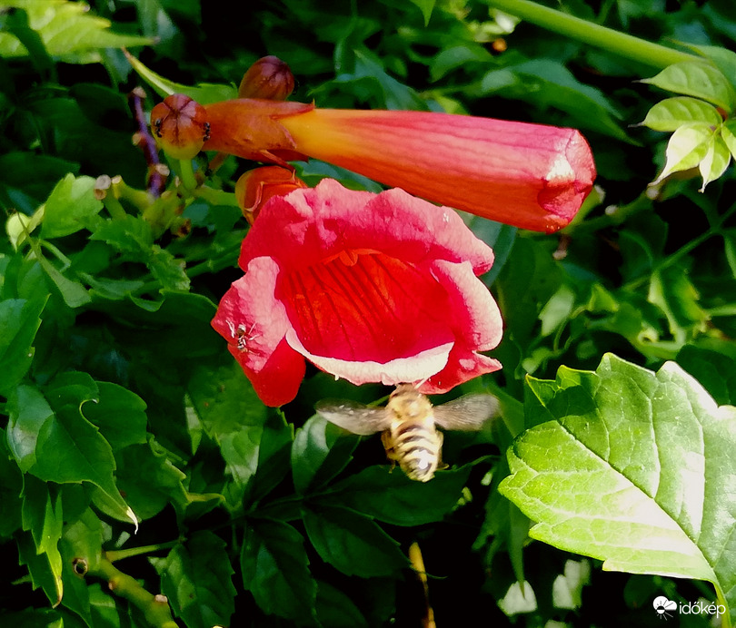 Kerti munka, napsütésben