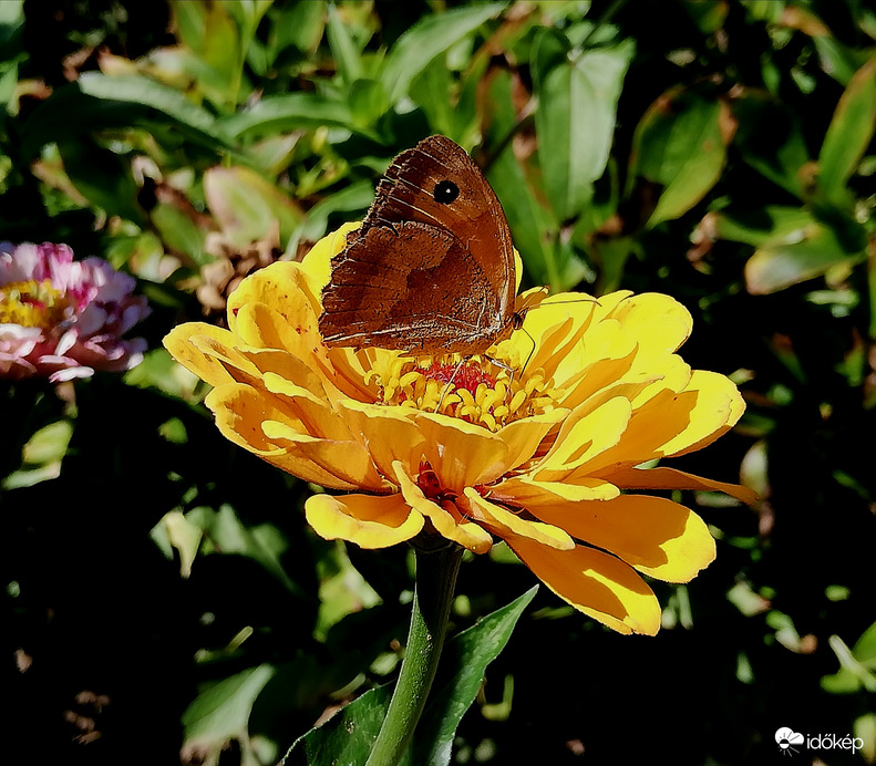 Kerti munka, napsütésben2