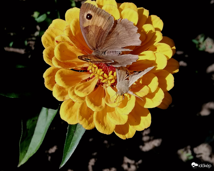 Kerti munka, napsütésben3