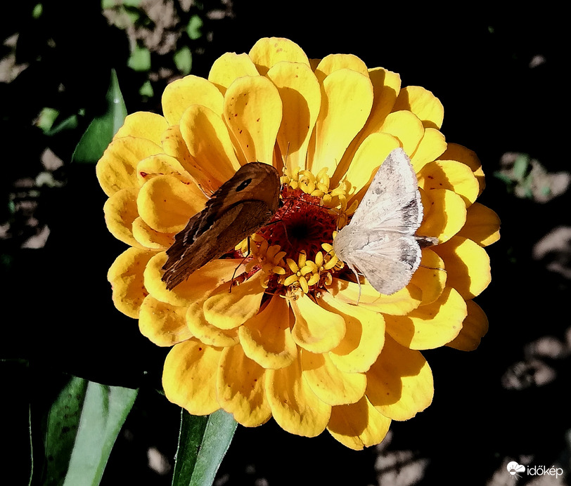 Kerti munka, napsütésben4