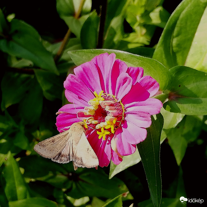 Kerti munka, napsütésben5