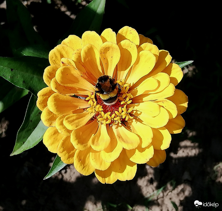 Kerti munka, napsütésben6