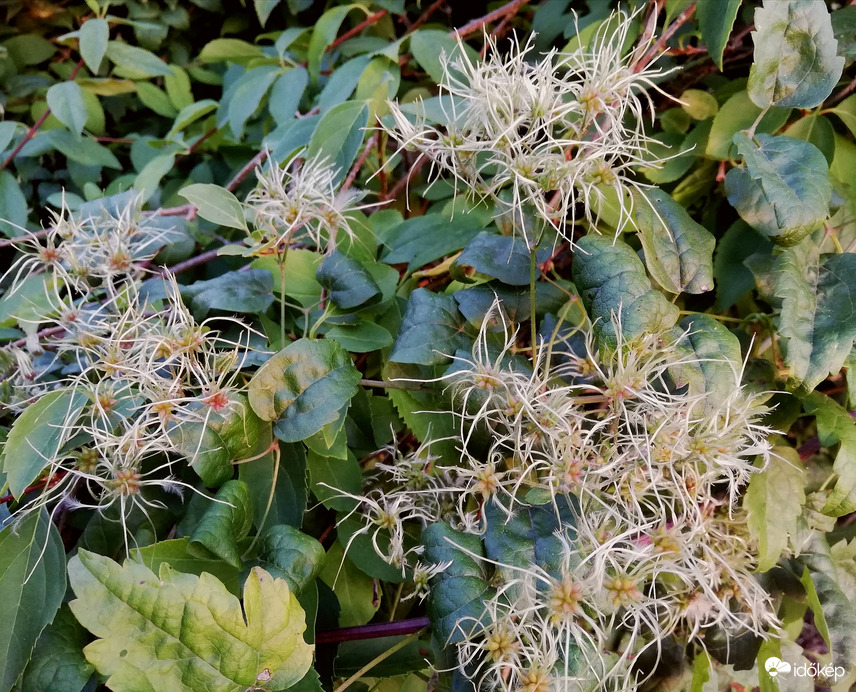 Elvirágzott az iszalag