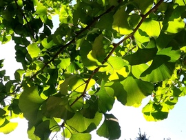 Nyári-őszben a ginkgo :) 