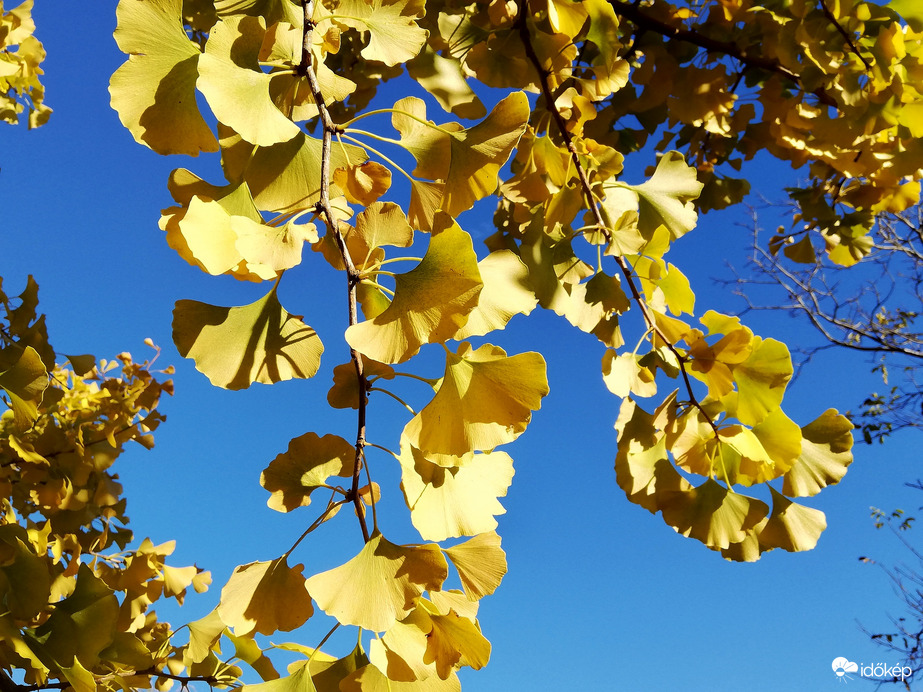 Ragyog a ginkgo a reggeli napfényben :) 