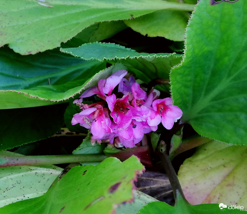 Bőrlevél virága, mai fotó :) 