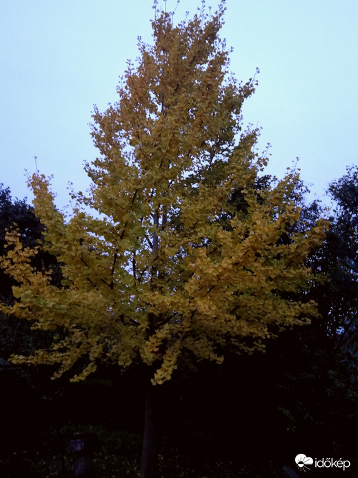 Szinte világít a ginkgo alkonyatkor is :) 