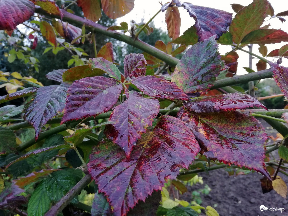 Polgárdi, szemerkélő eső