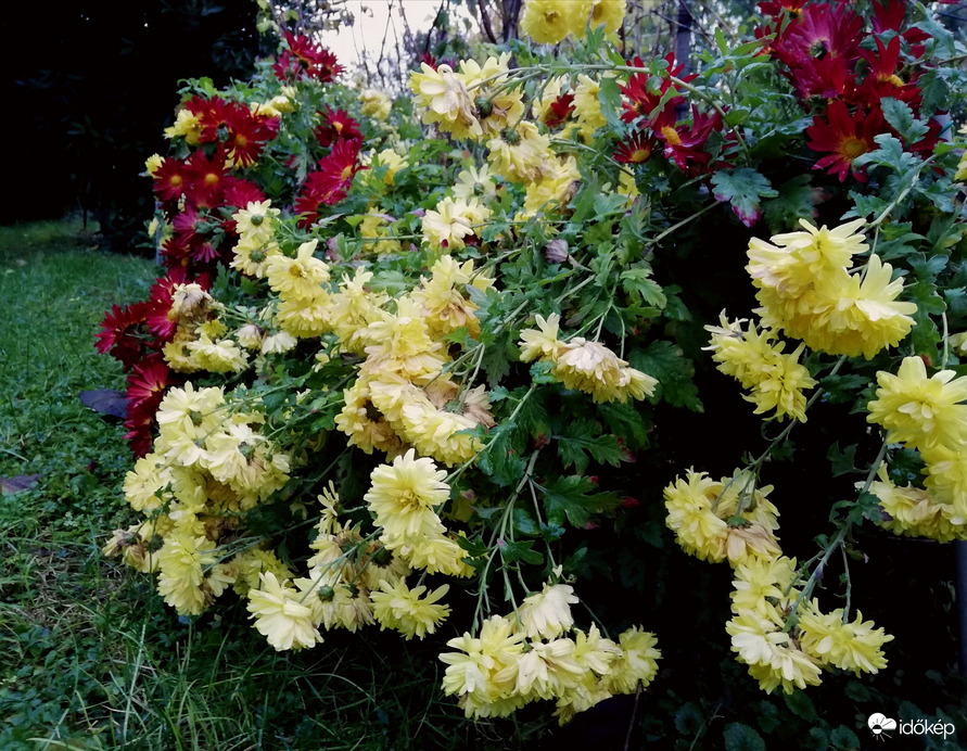 Krizantémok elmúlása... 