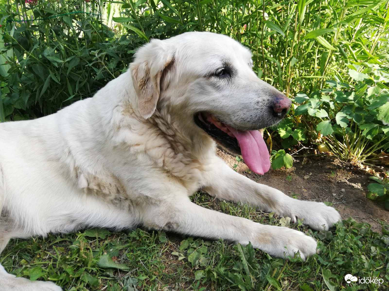 Öreg kutyám is nehezen viseli a hőséget