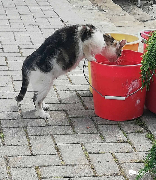 Szomjazó szomszéd cicus :)