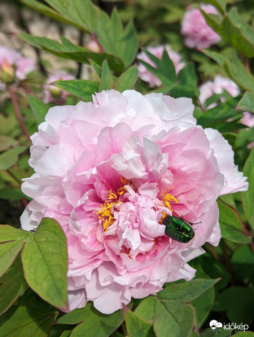 Fásszárú bazsarózsa