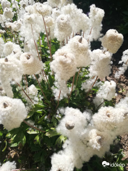 Ez lett a szellőrózsából :)