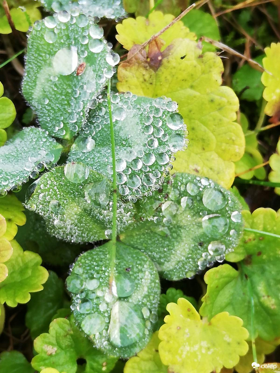 Reggeli harmatcseppek