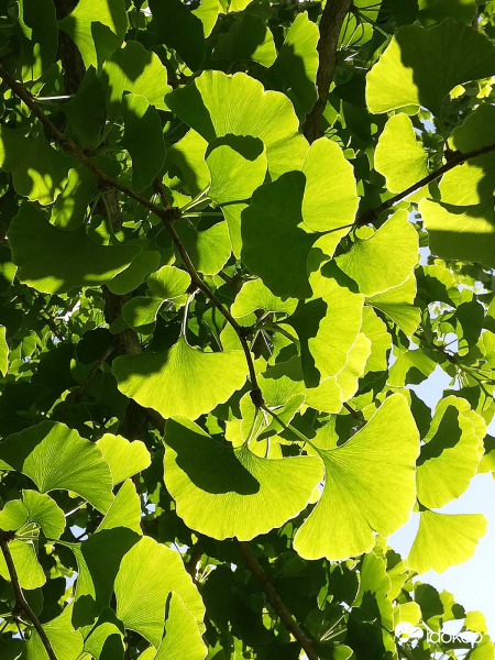 Ginkgo és fények
