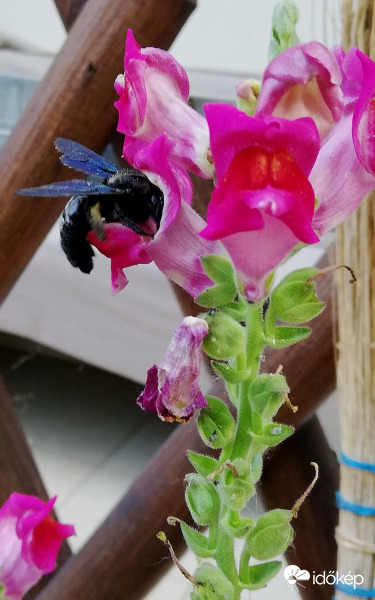 Fogyóznom kell. Nem férek be a tátikába! :)