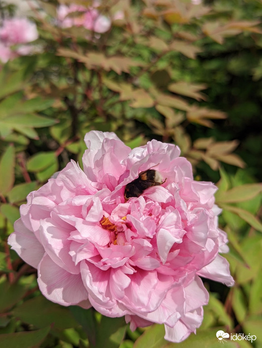 Fásszárú bazsarózsa 2