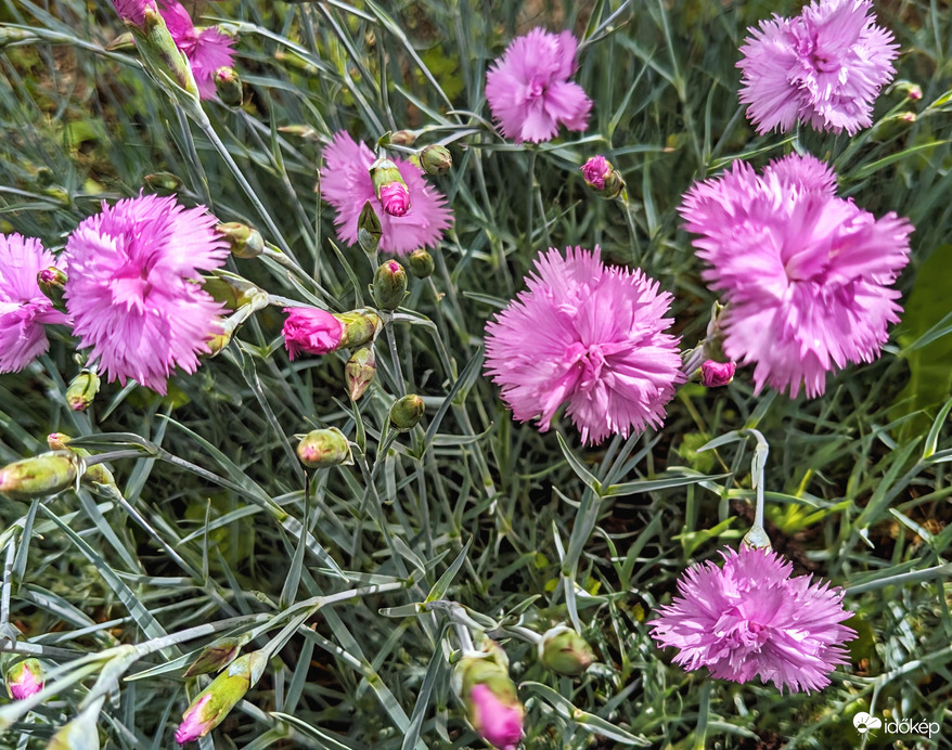 Pünkösd még messze van2 :)