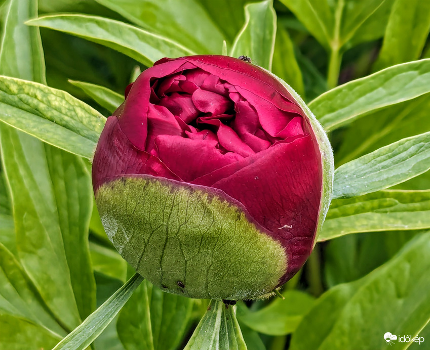 Még "becsomagolva" :)