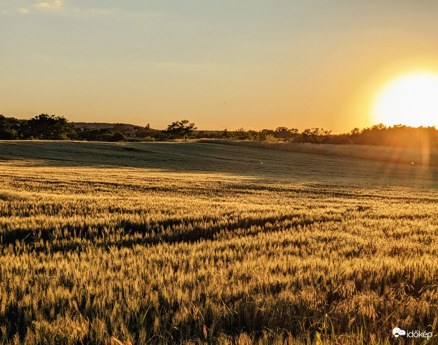 Naplementi fényben úszó gabonatábla 