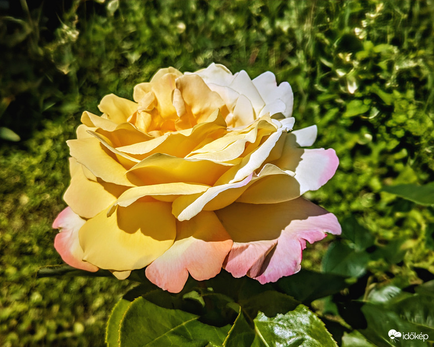 Pünkösdi rózsa helyett :)