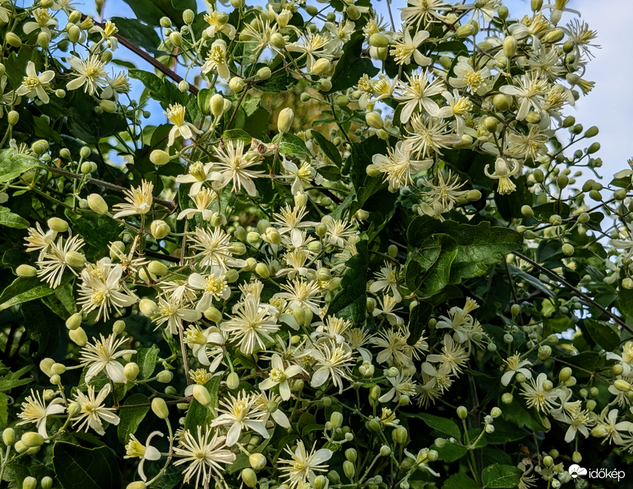 Erdei Iszalag (Vad Clematis)