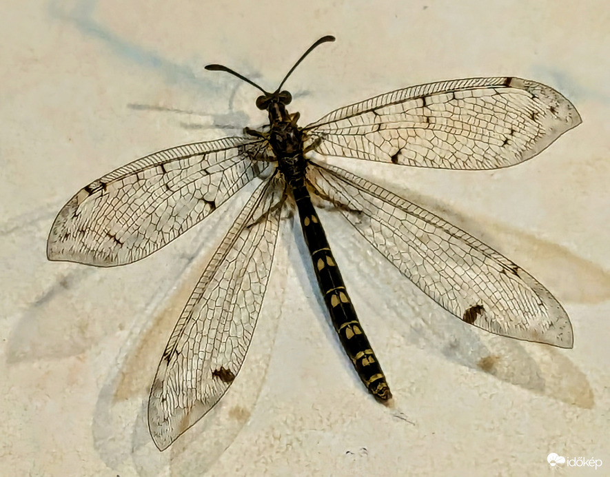 Esti vendég a konyhában :)