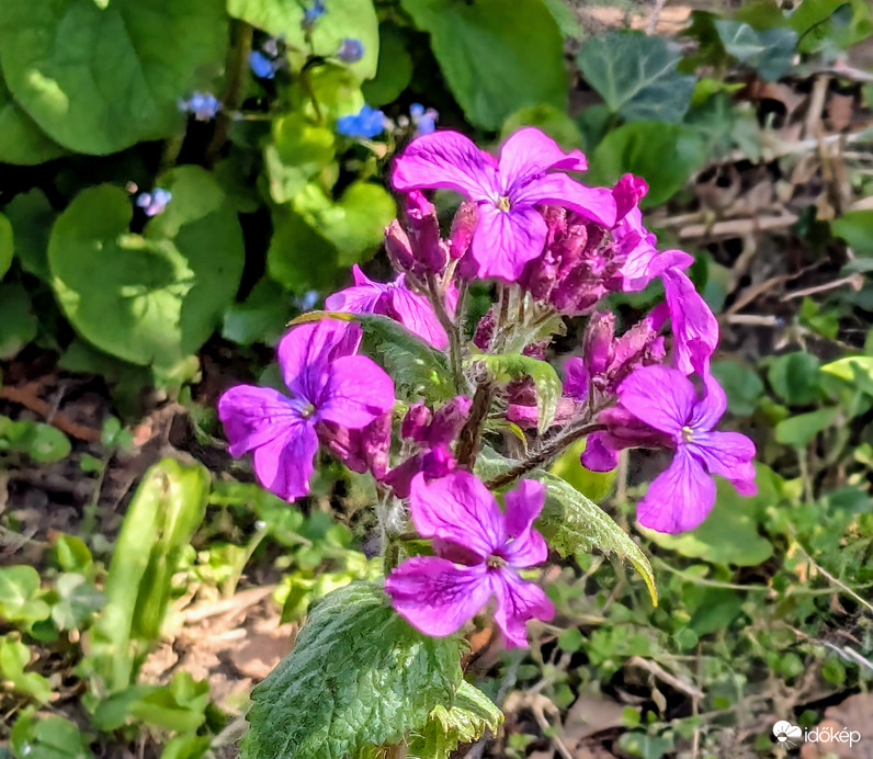 Holdviola :)