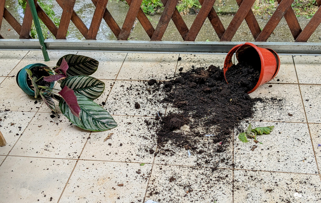 Polgárdi, rendezkedés a teraszon 