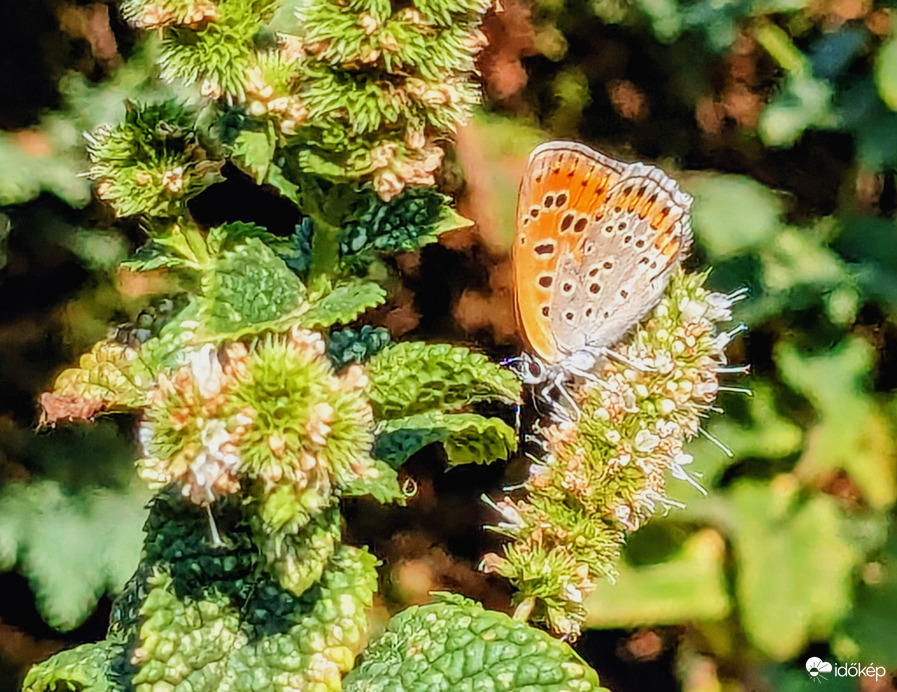 Polgárdi, gyengén felhős, élénk É-Ny-i szél, 37 C