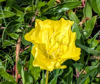 Ligetszépe 