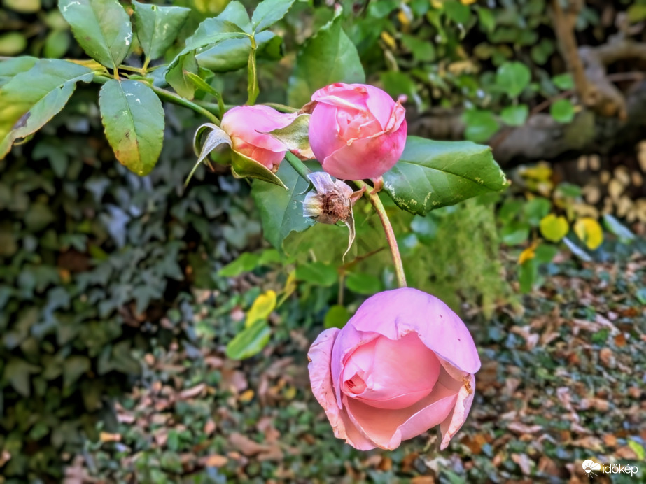 Egy bágyadt rózsaszál