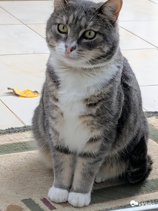 Idegen cica hozott nekem egy levelet! :)