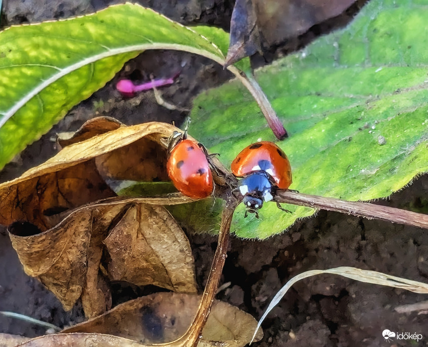 Tavaszt éreznek a Katicák :) 2