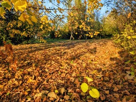 Polgárdi, levélszőnyeg a kertemben 