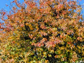 A meggyfa még őrzi leveleit :)