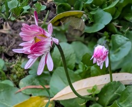 Őszi Százszorszép 